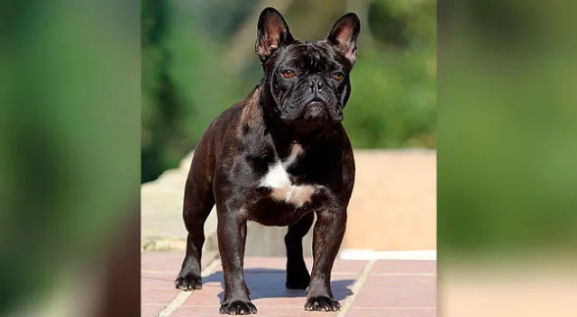 La joven se llevó una gran sorpresa al descubrir que su perro no era un bulldog francés.