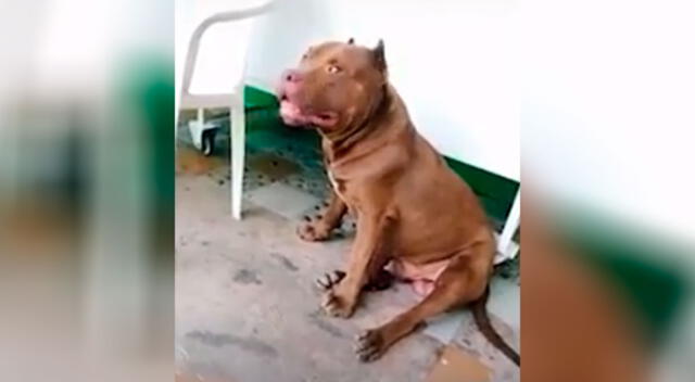 El perrito se mostró muy sorprendido por el comentario de su dueña.