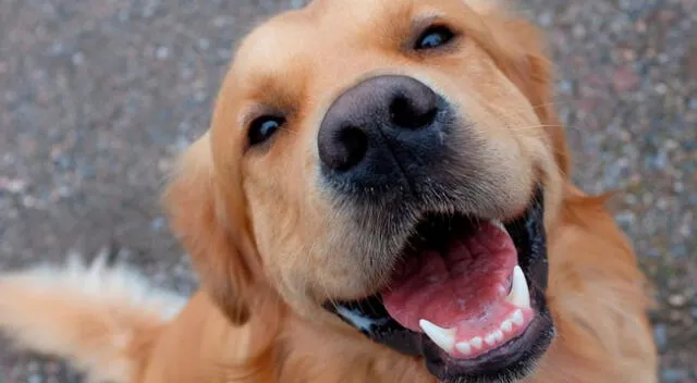 Perrito sonriendo cautiva las redes sociales.