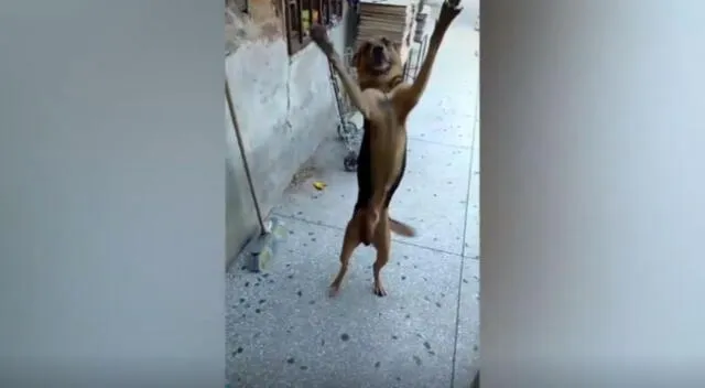 Un perro se hizo viral en TikTok con el tierno recibiendo que le da a su dueño cada vez que regresa de trabajar.