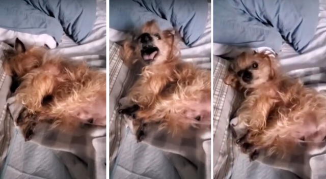 La curiosa reacción de un perro cuando su dueña lo despierta en las mañanas