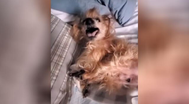 La curiosa reacción de un perro cuando su dueña lo despierta en las mañanas