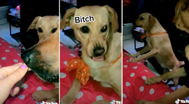 Perrita tiene furiosa reacción al ver cómo su hermano se roba su comida