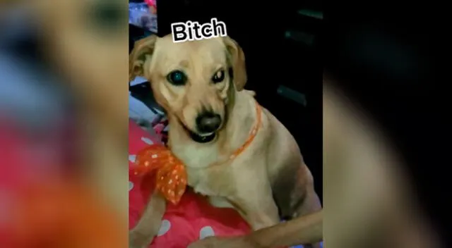 Perrita tiene furiosa reacción al ver cómo su hermano se roba su comida