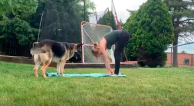 Intenta hacer un tutorial de yoga y su travieso perro se roba toda la atención