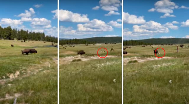 Imágenes impactantes de la mujer fingiendo su muerte para no ser atacada de bisontes.