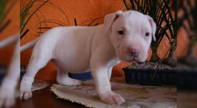 Cachorrito se enfrenta a su madre y el momento se vuelve viral.