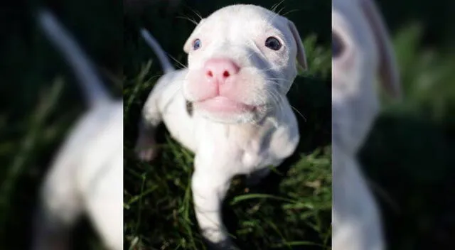 Cachorrito se enfrenta a su madre y el momento se vuelve viral.