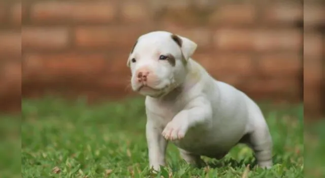 Cachorrito se enfrenta a su madre y el momento se vuelve viral.