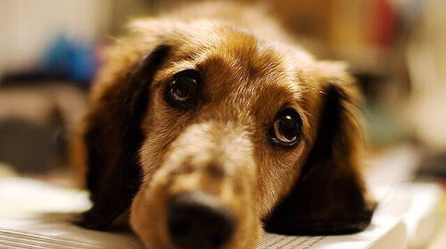 El can protagonizó un conmovedor momento por su amigo cachorro.