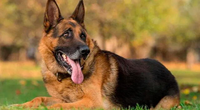 Intenta hacer un tutorial de yoga y su travieso perro se roba toda la atención