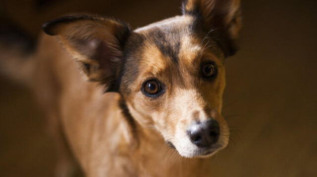 En el video viral de Facebook se puede ver a la mamá regañando a su cachorro por alguna travesura que había hecho.