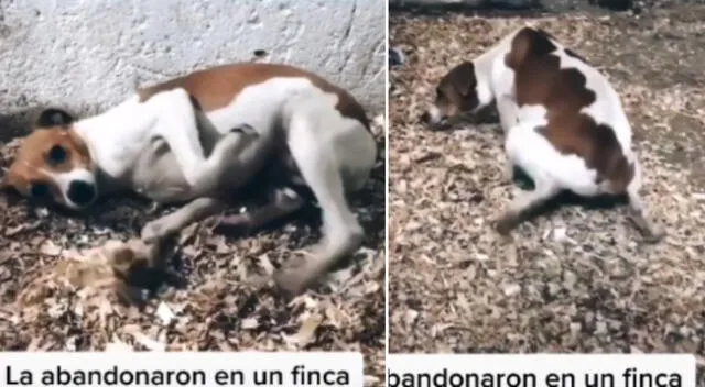 La perrita aún tiene secuelas del maltrato que sufrió.