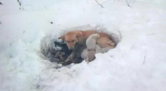 La perrita protegió a sus cachorros del frío.