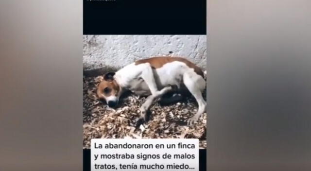 Vía TikTok. 'Maggie' es un perrita que sufrió de maltrato animal y que se retorcía de miedo cada vez que veía a una persona. Conoce su historia.