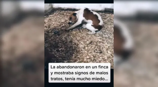 La perrita aún tiene secuelas del maltrato que sufrió.