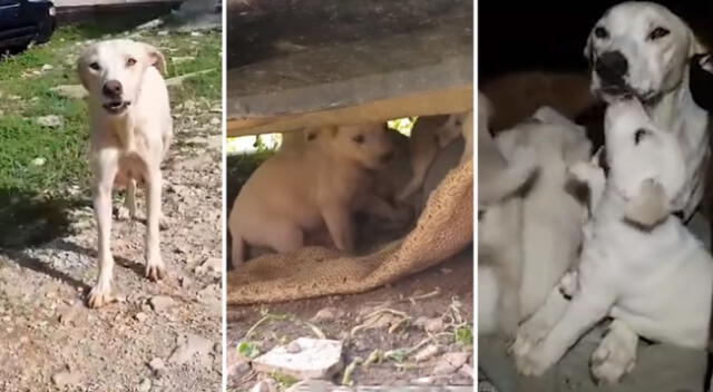 Perrita sin hogar escondió a sus cachorros para protegerlos de las personas.