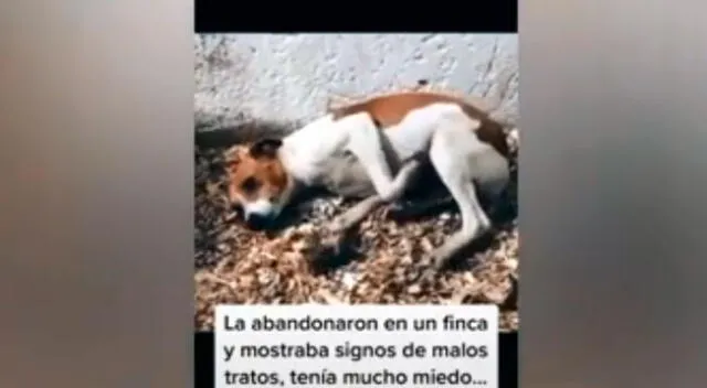 Perrita causa conmoción por su triste historia.