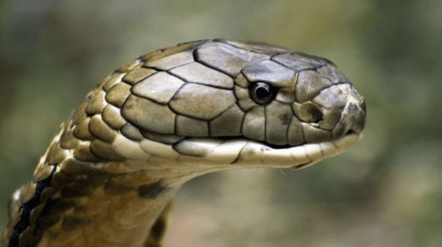 Los expertos en animales indicaron que el reptil que se observa en el video viral es una cobra rey.