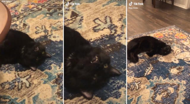 La expresión del gato sorprendió a más de uno en TikTok.