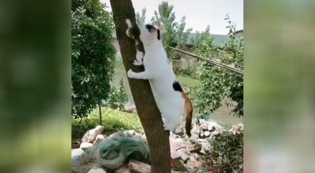 Gatita rescata a su cría cuando el pequeño se encontraba en peligro