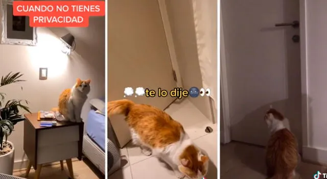 Gato no quiere quedarse solo y logra abrir la puerta del baño de su dueña