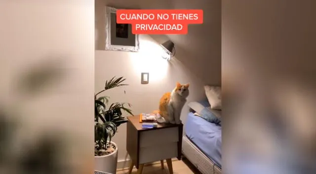 Gato no quiere quedarse solo y logra abrir la puerta del baño de su dueña