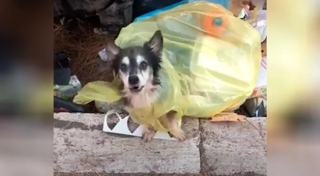 Joven rescata a un perrito luego de encontrarlo amarrado en una bolsa en la basura