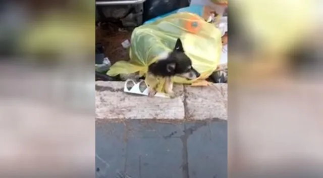 Joven rescata a un perrito luego de encontrarlo amarrado en una bolsa en la basura