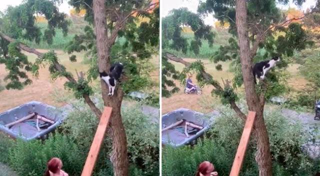 El pequeño gato a punto de saltar.