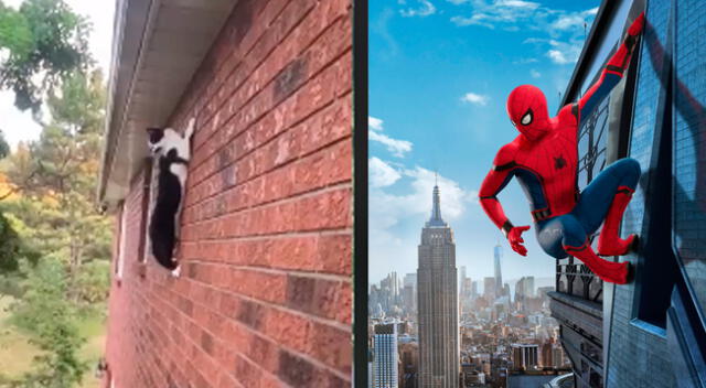 El pequeño gato sobre pared al mismo estilo de Spider-Man.