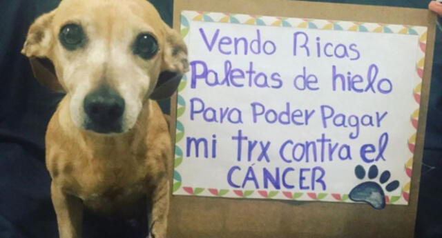 Perrito vende helados y cubrebocas para pagar su tratamiento contra el cáncer.
