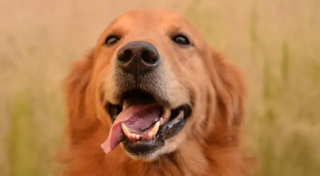 El clip viral tuvo reacciones divididas por parte de los cibernautas, ya que algunos condenaron el acto de la dueña de los canes, pues consideran que le está generando “un trauma a sus mascotas”.