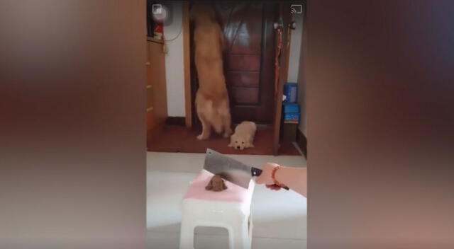 Por la astucia de la perrita, el video se hizo viral en TikTok y los usuarios de la red social se quedaron impactados y saludaron la admirable acción de la mascota.