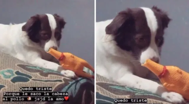 El video de la perrita se volvió en viral de TikTok.