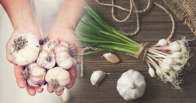 Cómo cultivar ajo en casa