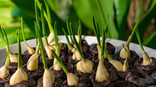 Aprende a cultivar ajo en casa