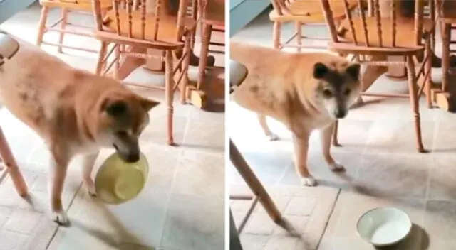 El video de la perrito se hizo en viral de TikTok.