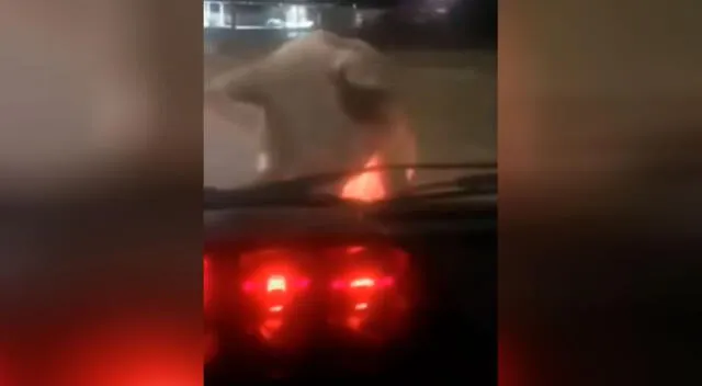 Mujer es perseguida por un cerdo y video se vuelve viral