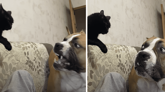 El cómico momento entre el can y el felino generó la risa de miles de usuarios en las redes sociales.
