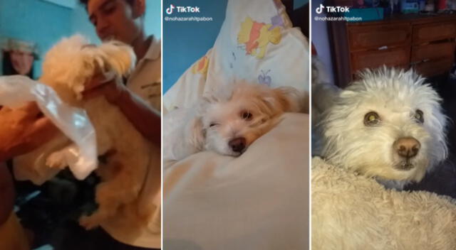 El comportamiento del can hizo estallar de risa a miles de usuarios en las redes sociales.