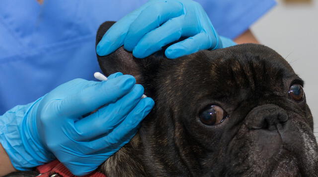 La otitis es una enfermedad de presentación frecuente en los perros.