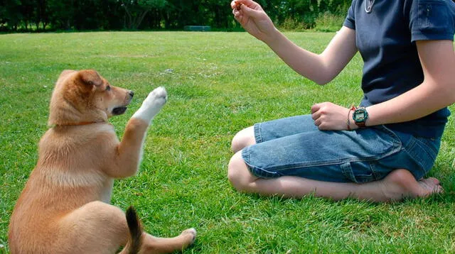 No te pierdas los pasos que debes seguir para educar a tu mascota de una forma fácil y efectiva.