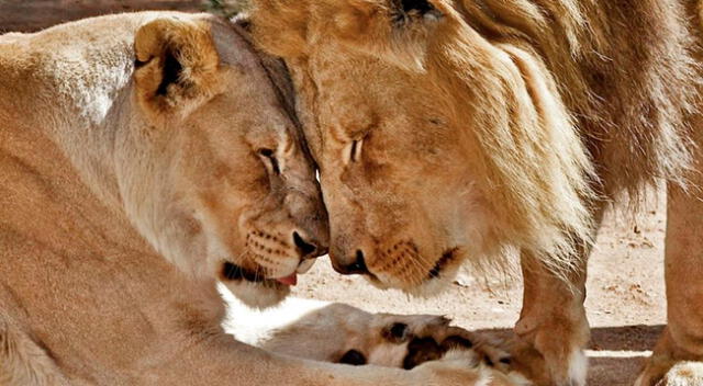 Kalisa y Hubert, la pareja de leones ancianos sacrificados.