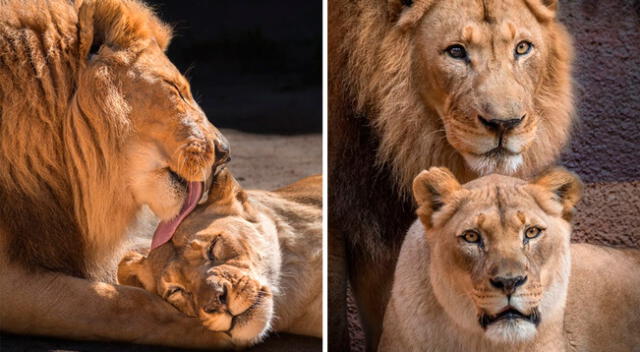 Kalisa y Hubert, la pareja de leones ancianos sacrificados.