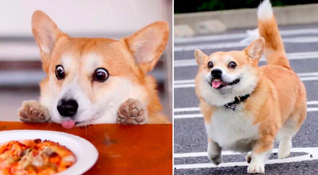 Gensaku, perrito corgi con peculiar expresión facial.