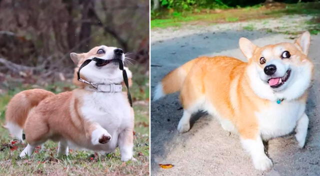 Gensaku, perrito corgi con peculiar expresión facial.