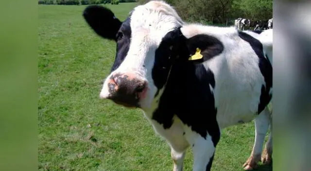 Vaca le pide a su dueño que la abrace por las mañanas y escena conmueve a todos