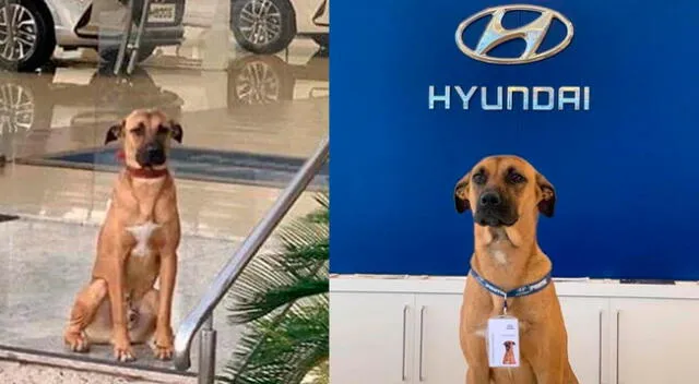 El perrito callejero ahora es parte de la reconocida empresa Hyundai.