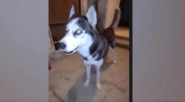 El inteligente perro se volvió viral por intenta ‘hablar’ con ayuda de su dueño para agradecer a las personas que lo apoyan en su canal de YouTube.